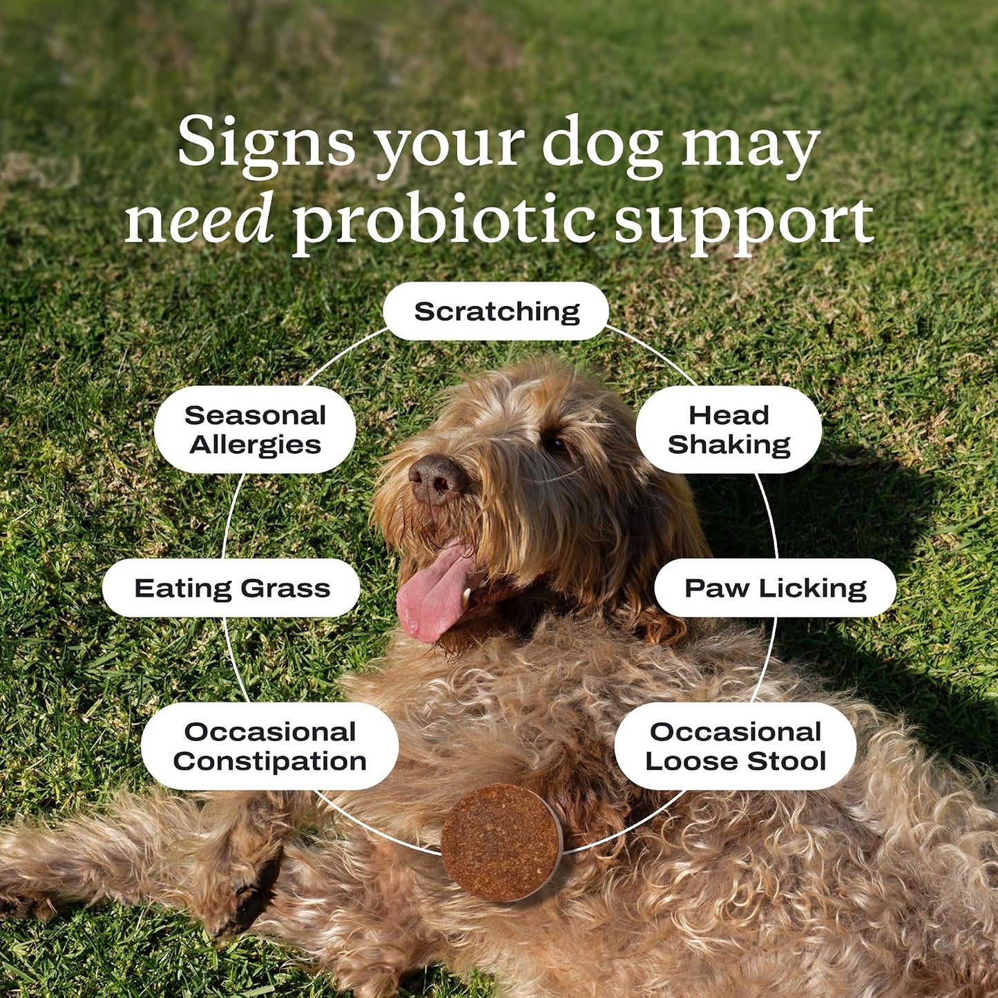 PetLab Co. Probiotics for Dogs, Support Gut Health, Occasional Diarrhea, Digestive Health & Seasonal Allergies - 30 Soft Chews - Packaging May Vary
